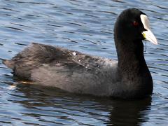 (Eurasian Coot) swimming