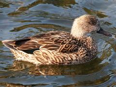 (Falcated Duck) female profile
