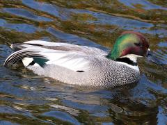 (Falcated Duck) male profile