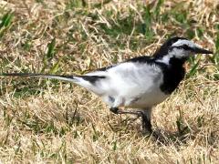 (Black-backed Wagtail) walking