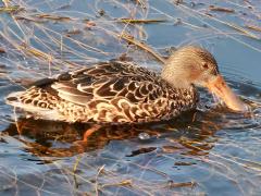(Northern Shoveler) female profile