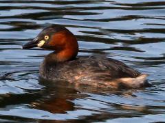 (Little Grebe) profile