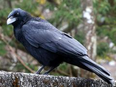 (Carrion Crow) profile