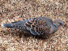 (Eastern Oriental Turtle Dove) profile