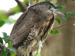 (Malayan Night-Heron) juvenile standing