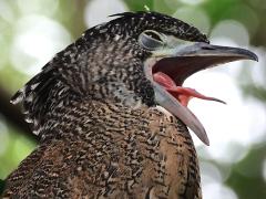 (Malayan Night-Heron) juvenile yawning