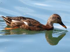 () swimming on Mallard