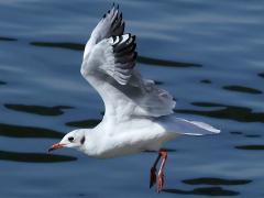 (Black-headed Gull) flapping