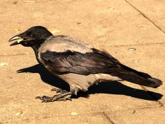 (Hooded Crow) feeding