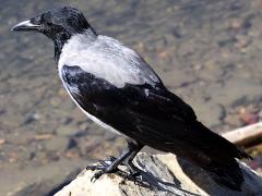 (Hooded Crow) standing