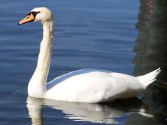 (Mute Swan) swimming