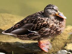 (Mallard) female basking