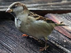 (House Sparrow) male