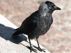(Eurasian Jackdaw) bust