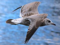 (Mew Gull) juvenile flapping