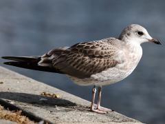 (Mew Gull) juvenile profile