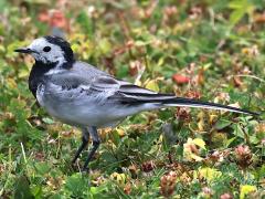 (White Wagtail) profile