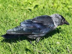 (Eurasian Jackdaw) profile