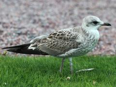 (Mew Gull) juvenile standing