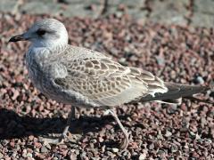 (Mew Gull) juvenile walking