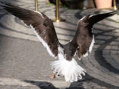 (Lesser Black-backed Gull) landing