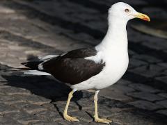 (Lesser Black-backed Gull) standing