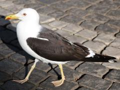 (Lesser Black-backed Gull) walking