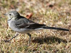 (White Wagtail) profile