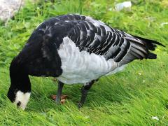 (Barnacle Goose) grazing