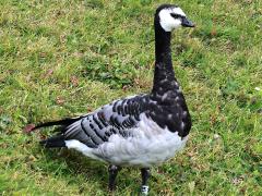 (Barnacle Goose) profile