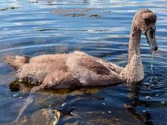 (Mute Swan) juvenile