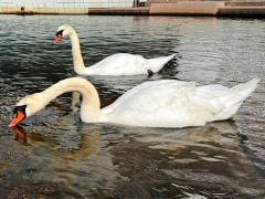 (Mute Swan) profile