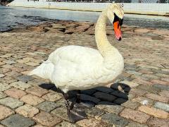 (Mute Swan) standing