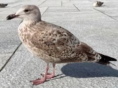 (European Herring Gull) juvenile