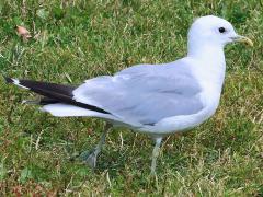 (Mew Gull) profile