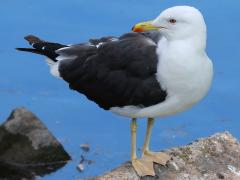 (Lesser Black-backed Gull) standing