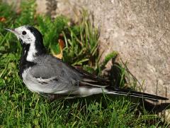 (White Wagtail) profile