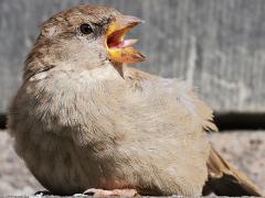 (House Sparrow) female calling