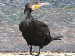 (Great Cormorant) bust