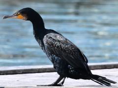 (Great Cormorant) profile