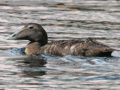 (Common Eider) female lateral