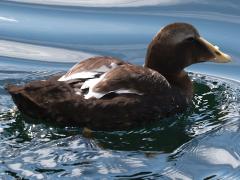 (Common Eider) female profile