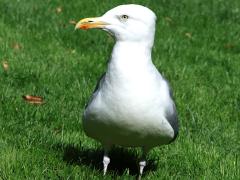 (European Herring Gull) bust