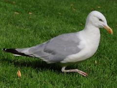 (European Herring Gull) profile