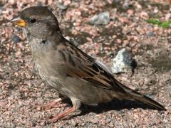 (House Sparrow) female standing