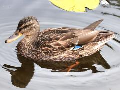 (Mallard) female swimming