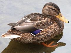 (Mallard) female wading