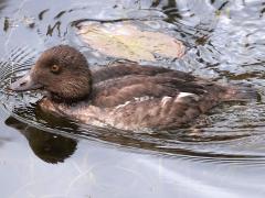 (Common Goldeneye) juvenile lateral