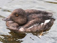 (Common Goldeneye) juvenile profile