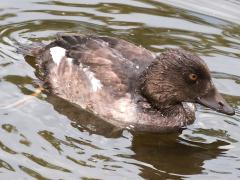 (Common Goldeneye) juvenile swimming